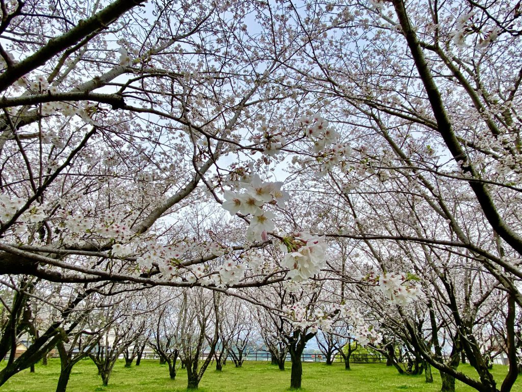 IMG-6695.jpg
